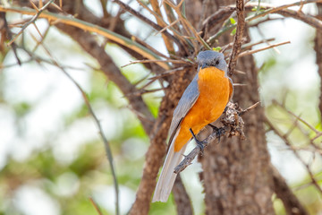 Silver bird on a branch