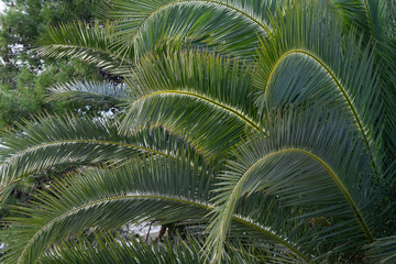 Close-up view of fresh green palm tree leaf