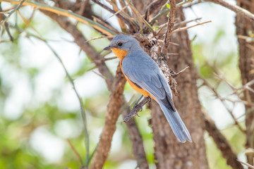 Silver bird on a branch