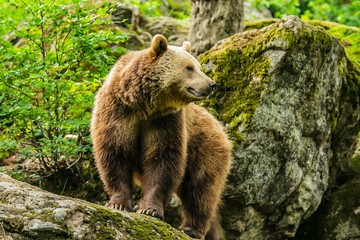 Fototapeta premium An old big brown bear, Ursus arctos, standing on a rock covered with moss on a summer day in National Park Bayerischer wald, green forest background