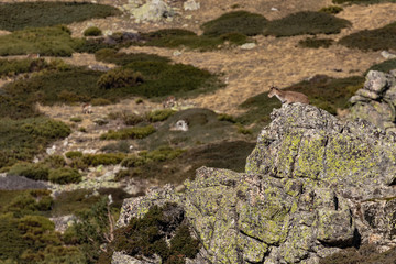 Mountain goat over the rock: