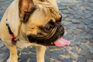 dog