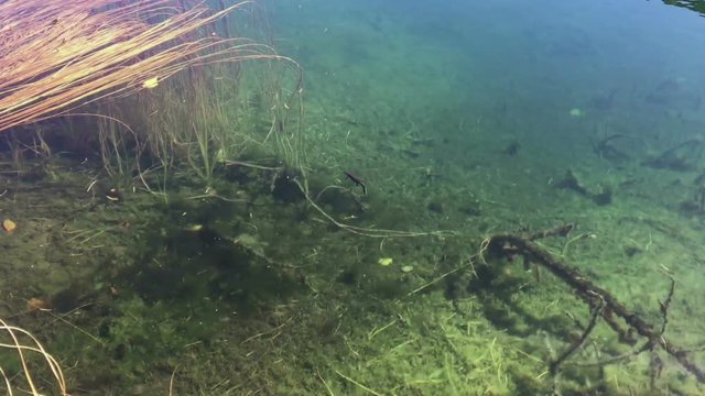 In the clear and pure water of a mountain lake, a small triton is still swimming.
