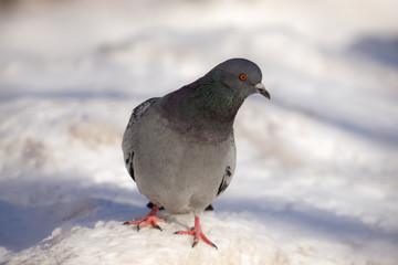 portrait of gray pigeon