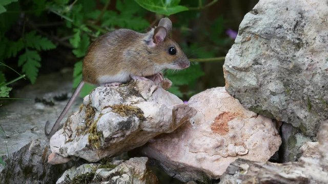 Wood Mouse (Apodemus sylvaticus) on the rocks