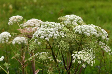 Wald-Engelwurz