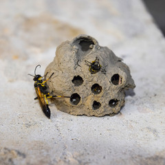 Break a hornet's nest of clay. Nests of clay belonging wasp. Cla