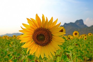 Shot of close-up full bright yellow sunflower.