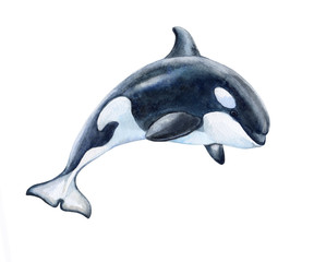 Naklejka premium Killer whale isolated on white background. Black fish or grampus. Watercolor. Illustration. Picture