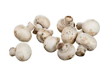 mushrooms champignon isolated on white background