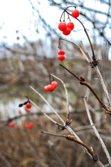 red berries of viburnum hang on a branch