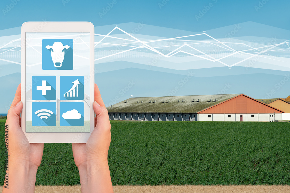 Wall mural a farmer holding a tablet on the background of a modern dairy farm. on the screen cow control icons.