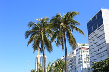 Coqueiro Rio de Janeiro