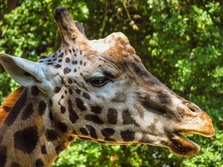 tall brown-white giraffe with spots