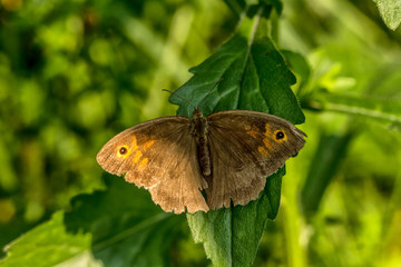 Fototapeta premium Großes Ochsenauge