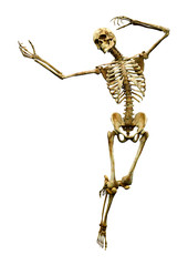 3D Rendering Human Skeleton on White