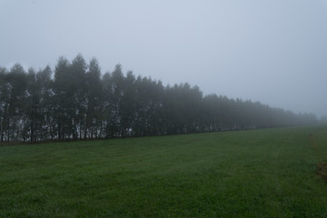 Misty field with trees