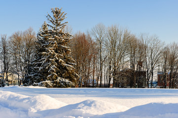 Snow-covered trees in a sunny winter park