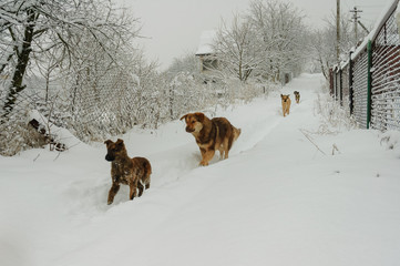 A pack of dogs on a snowy road on a winter day