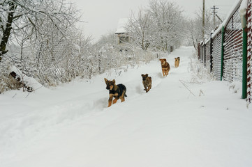 A pack of dogs on a snowy road on a winter day