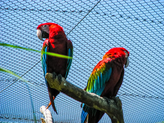 colorful talking parrot sitting on a branch in aviary