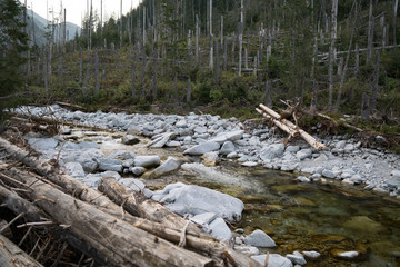 Forest River and stones