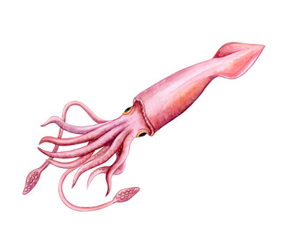 Squid, Calmar color isolated on white background. Sea life. Marine life. Watercolor. Illustration. Template. Close-up. Clip art. Hand drawn.