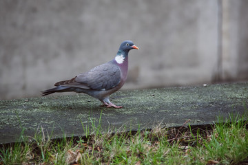 pigeon walking on a wall near the main road