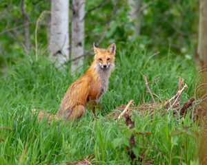 Red Fox Vixen Sat in Grass