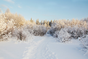 footpath in the snow between the snow in the winter forest, lit by sun rays