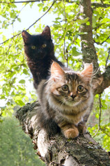 Naklejka na ściany i meble Scared tabby and s kittens are sitting on a branch on apple tree