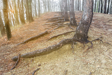 Roots of the trees in the autumn forest.