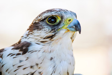 elengant bird of pray lurking on his victim