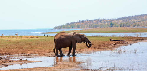 African Elephant standing on the edge of Lake Kariba drinking in Matusadona National Park, with a scenic mountain and water background