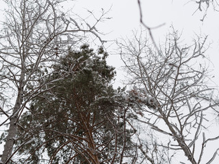 snowy winter forest