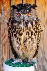 owl with gruesome and beautiful eyes