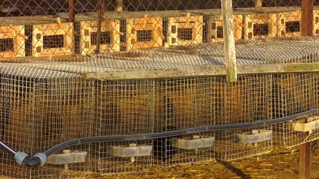 young black mink is in a cage. European mink, Mustela lutreola, looking through the grid of his cage. European Minks are contained in specially equipped cells. Industrial breeding of fur animals.