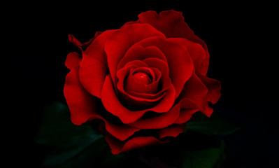 Fresh red rose on black background.
