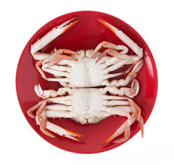 cooked crab prepared on red plate isolated on white background