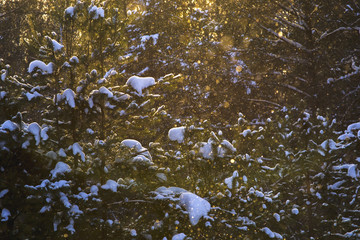 pine forest in the snow