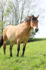 Naklejka na ściany i meble horse grazing on the meadow, brown elegance
