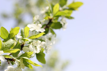 tree blooming with white beautiful flowers, spring awakens