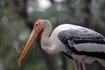 Beautiful and Elegant Painted Stork on a Prowl