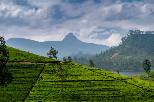 Panorama Of Tea Plantation With Adams Peak, Sri Lanka