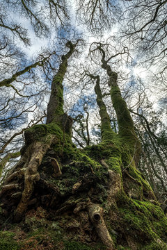 unity woods cornball england uk ancient woodland 