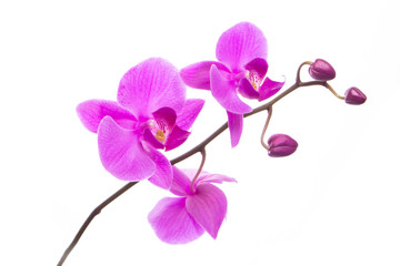 Obraz na płótnie Canvas beautiful purple Phalaenopsis orchid flowers, isolated on white background