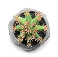 Green cactus on white background