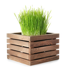 Wheat grass sprouts in wooden box on white background