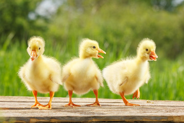 yellow little duck geese on natural green background.