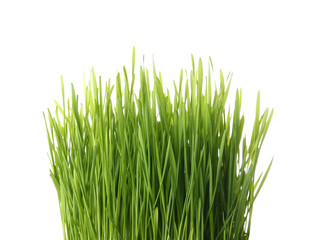Wheat grass sprouts on white background